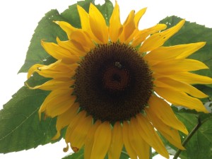 SunflowerwithBee2015